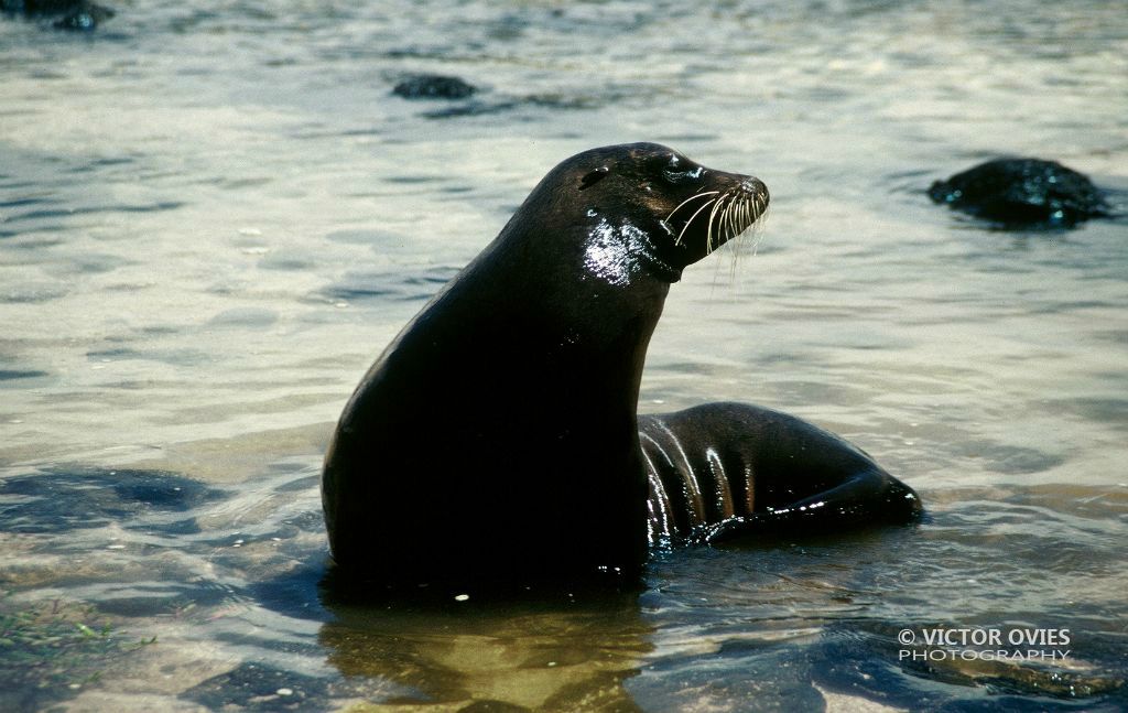 Lobo marino